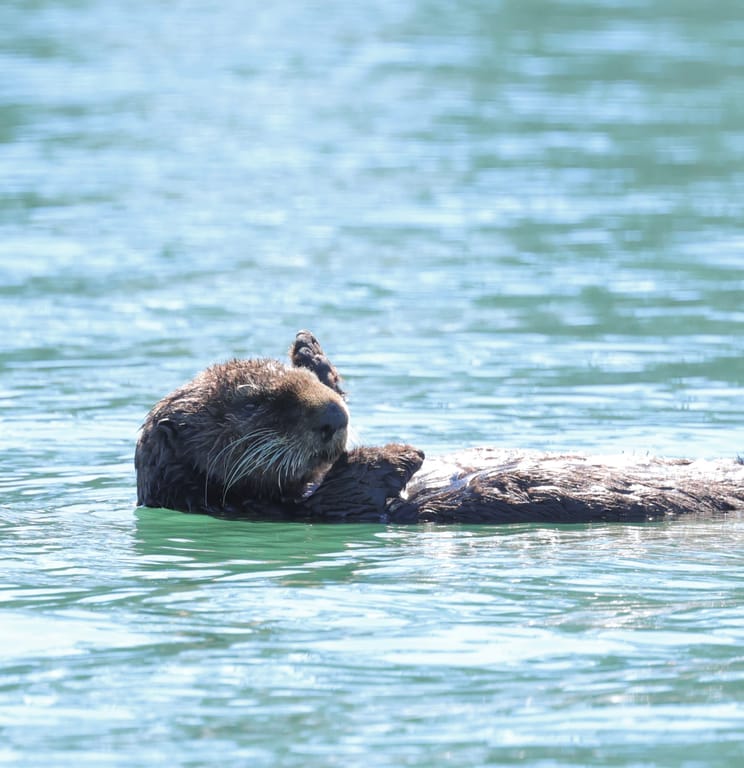 2026 Sea Otters cover