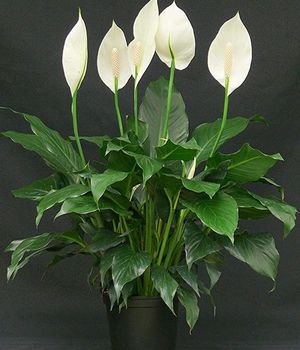 Lily Plant