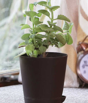 Ajwain Plant With Nursery