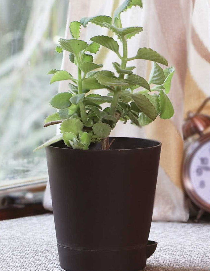 Ajwain Plant With Nursery Pot