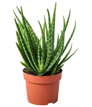 Aloe Vera With Nursery Po