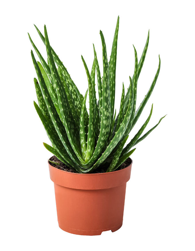 Aloe Vera With Nursery Pot