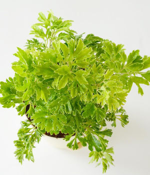 Aralia Golden Plant With 