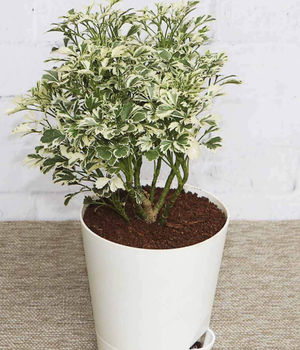 Aralia Variegated White M