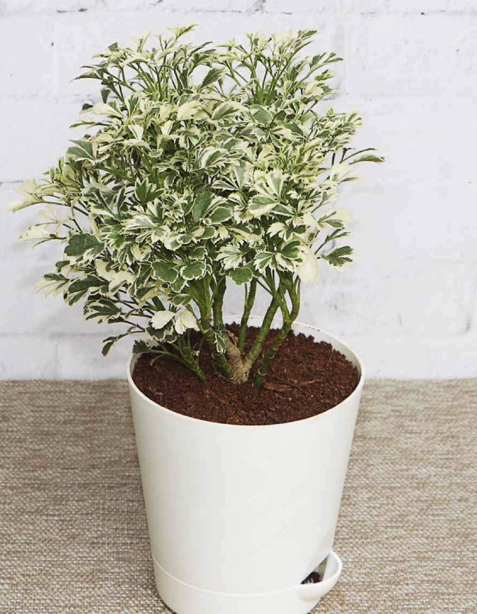 Aralia Variegated White Mini Plant With Nursery Pot