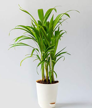 Areca Palm Plant with Nur