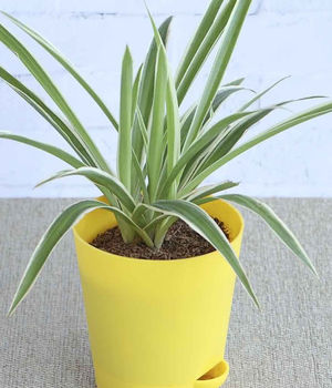 Chlorophytum Spider Plant