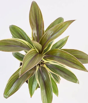 Cordyline Chocolate Queen