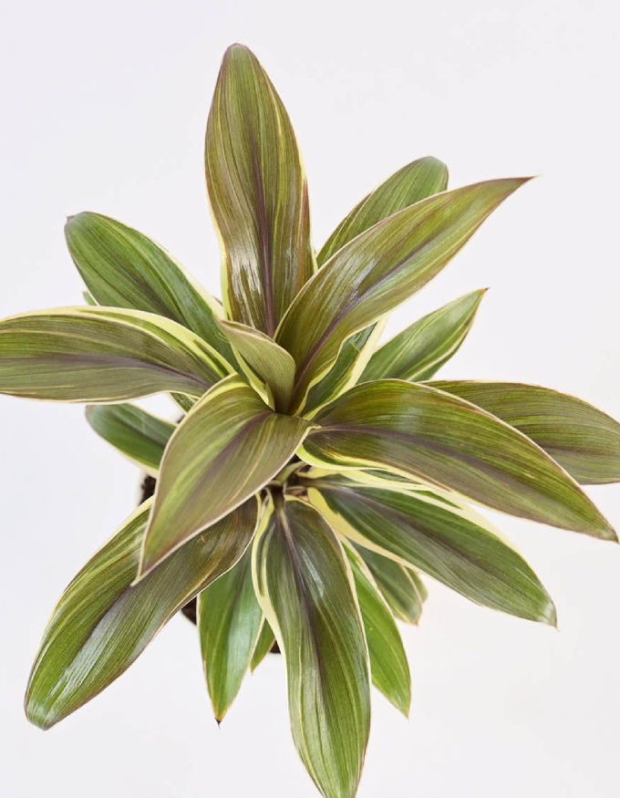 Cordyline Chocolate Queen Plant With Nursery Pot