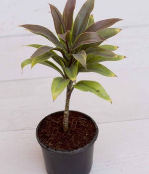 Dracaena Coffee Plant Wit
