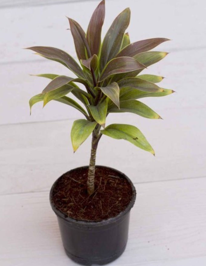 Dracaena Coffee Plant With Nursery Pot
