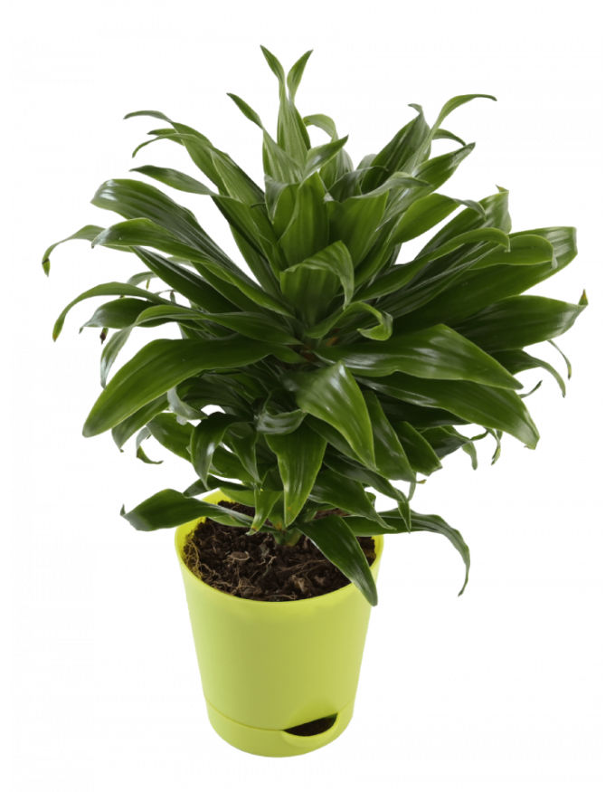 Dracaena Compacta Plant