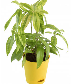 Dracaena Golden Milky Pla