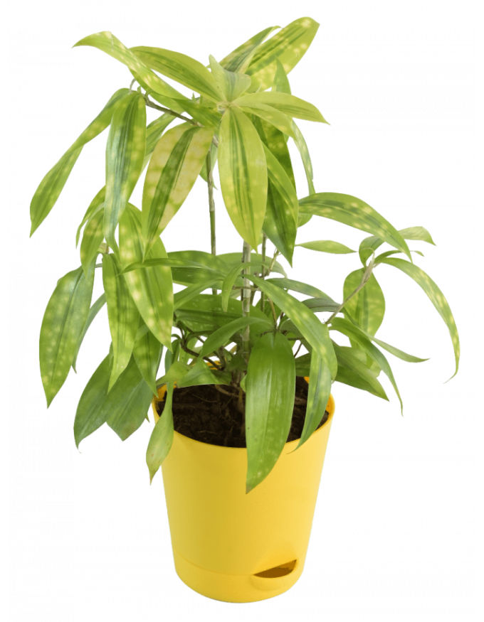 Dracaena Golden Milky Plant