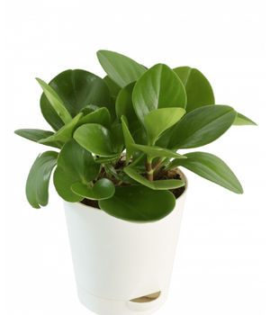 Peperomia Green Plant