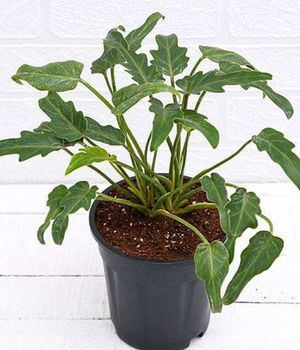 Philodendron Xanadu Green