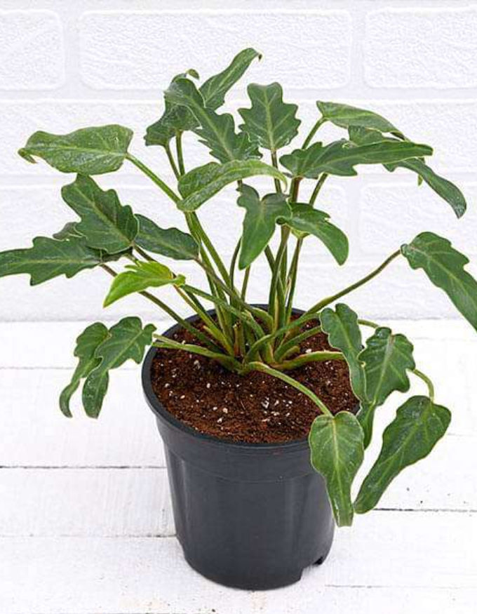 Philodendron Xanadu Green Plant (Small)