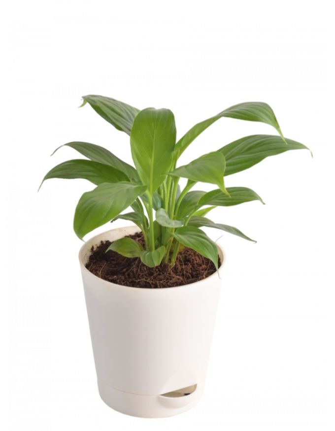 Peace Lily (Spathiphyllum Sensation) Plant - Small