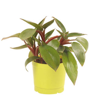 Philodendron Red (Small) 