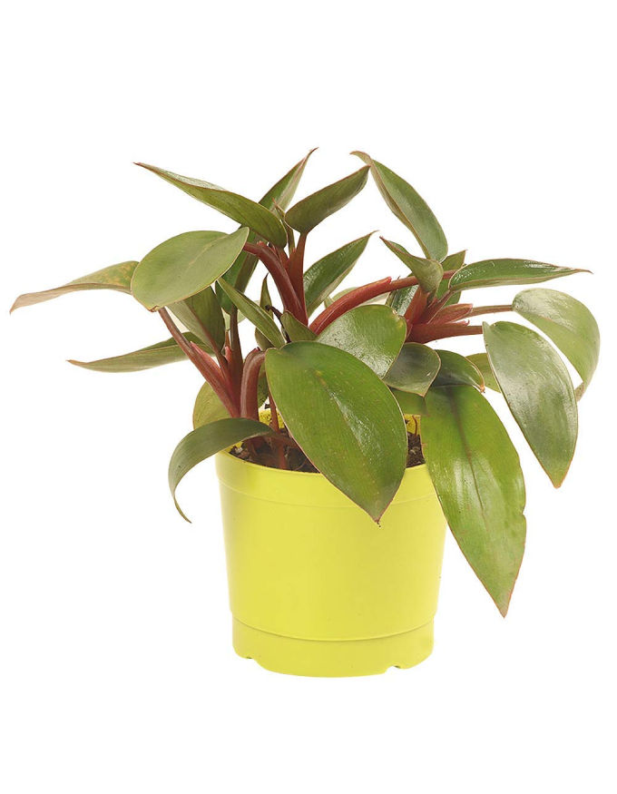 Philodendron Red (Small) with pot