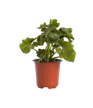 Philodendron Curly with P