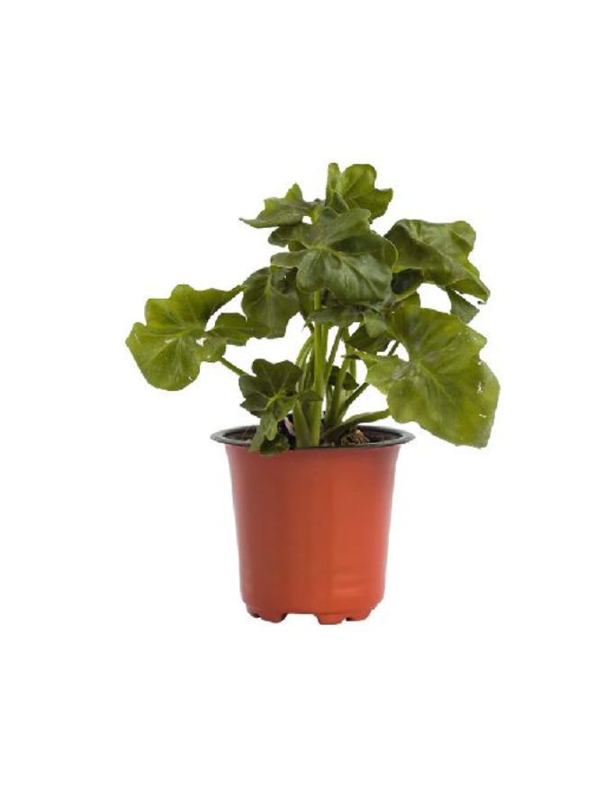 Philodendron Curly with Pot