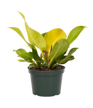 Philodendron lime lemon (