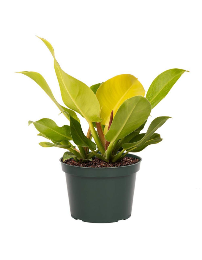 Philodendron lime lemon (Small)