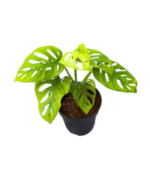 Monstera broken heart