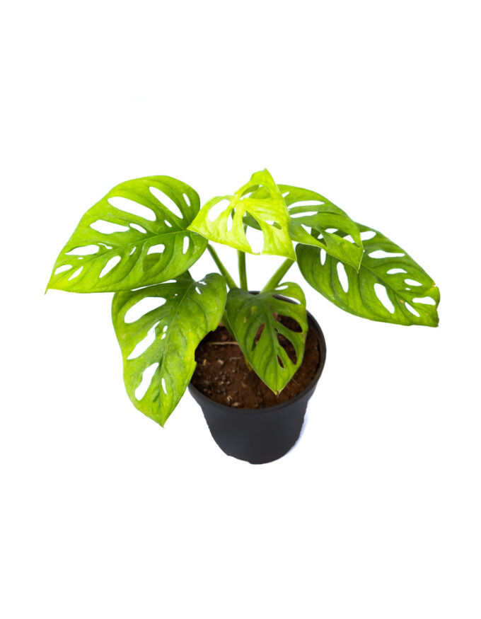 Monstera broken heart