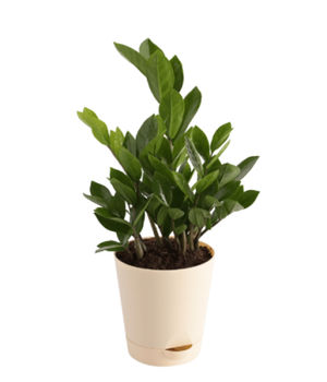 ZZ PLANT