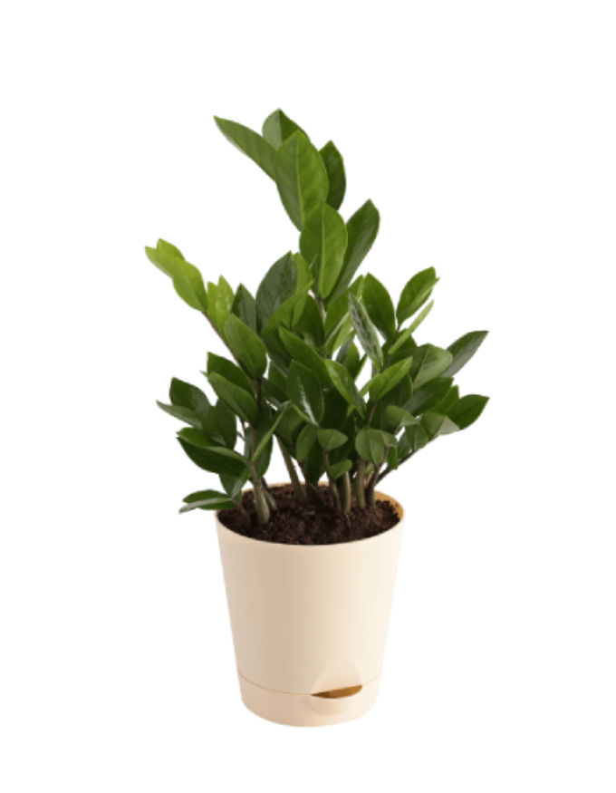 ZZ PLANT