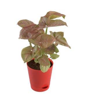 Syngonium Pink Plant