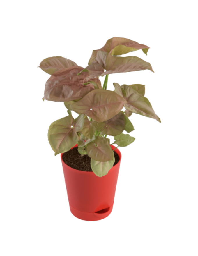 Syngonium Pink Plant