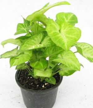 Syngonium Green