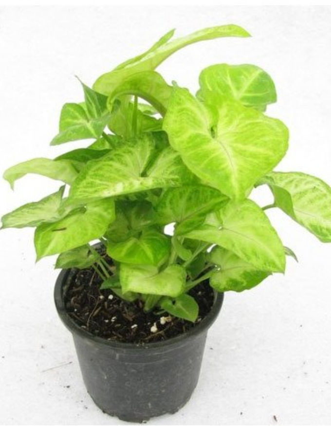 Syngonium Green