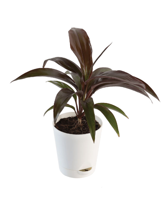 Dracaena Red Ruby Plant with Nursery Pot