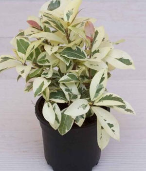 Ficus Prestige Plant with