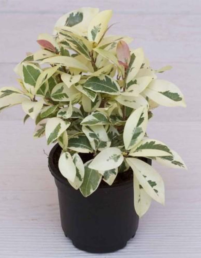 Ficus Prestige Plant with Nursery Pot
