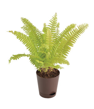 Golden Fern Plant, Pivla 