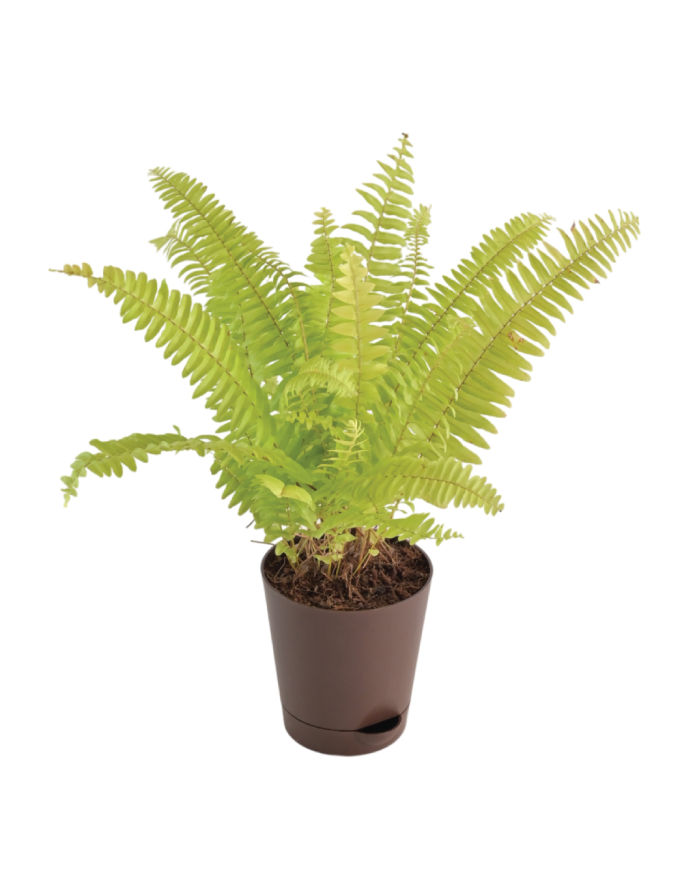 Golden Fern Plant, Pivla Fern with Nursery Pot