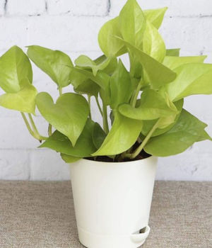 Money Plant Golden With N