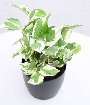 Money Plant Marble With N