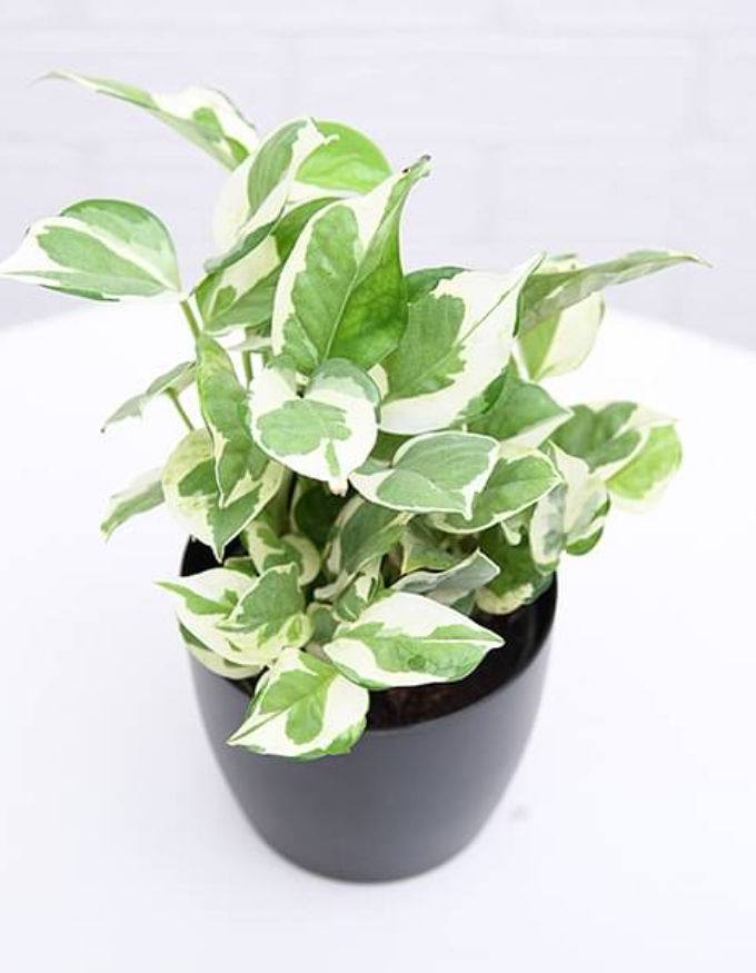 Money Plant Marble With Nursery Pot