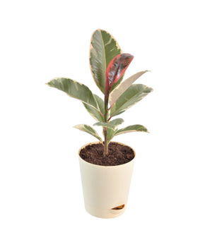 Rubber Plant Variegated, 