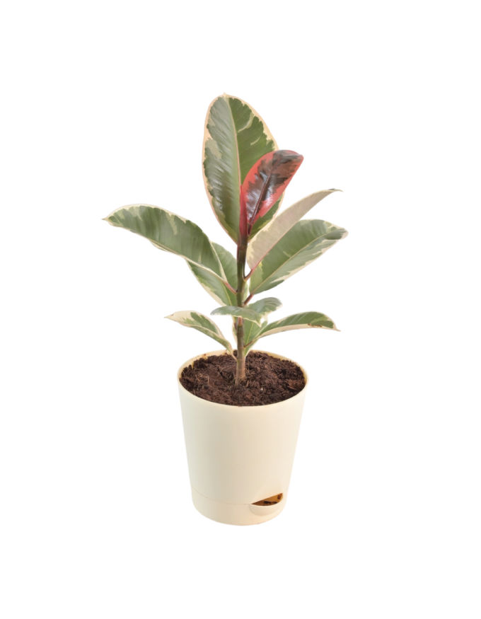 Rubber Plant Variegated, Ficus elastica with Nursery Pot