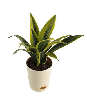 Sansevieria Flame Snake P