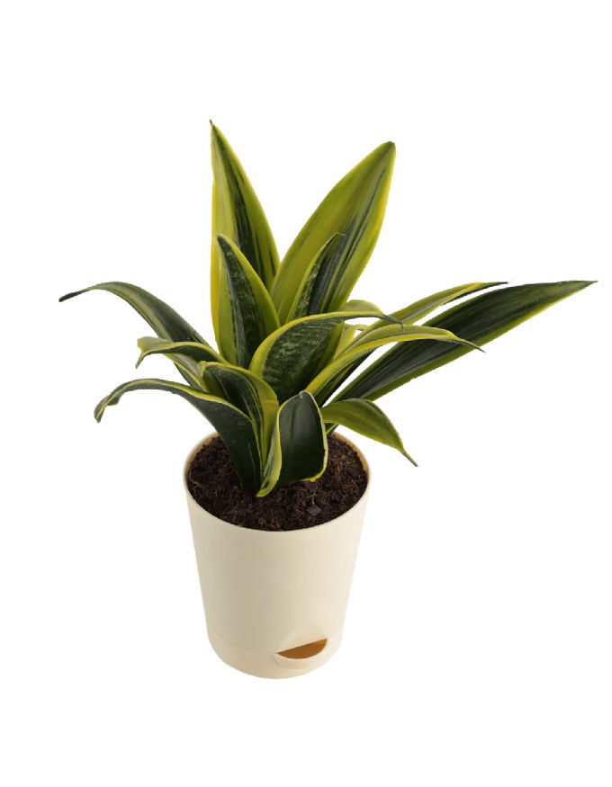 Sansevieria Flame Snake Plant with Nursery Pot