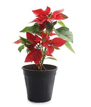 Poinsettia Plant (Red) wi