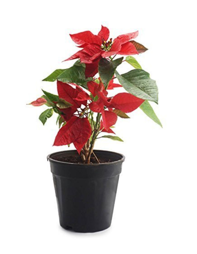 Poinsettia Plant (Red) with Nursery Pot